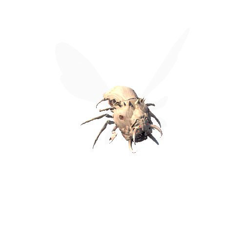 Flying Bug Skin2
